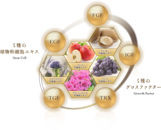 essence_wish1_pic.png